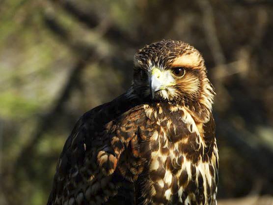 El gavilán mixto, un pájaro muy avistado en nuestra ciudad