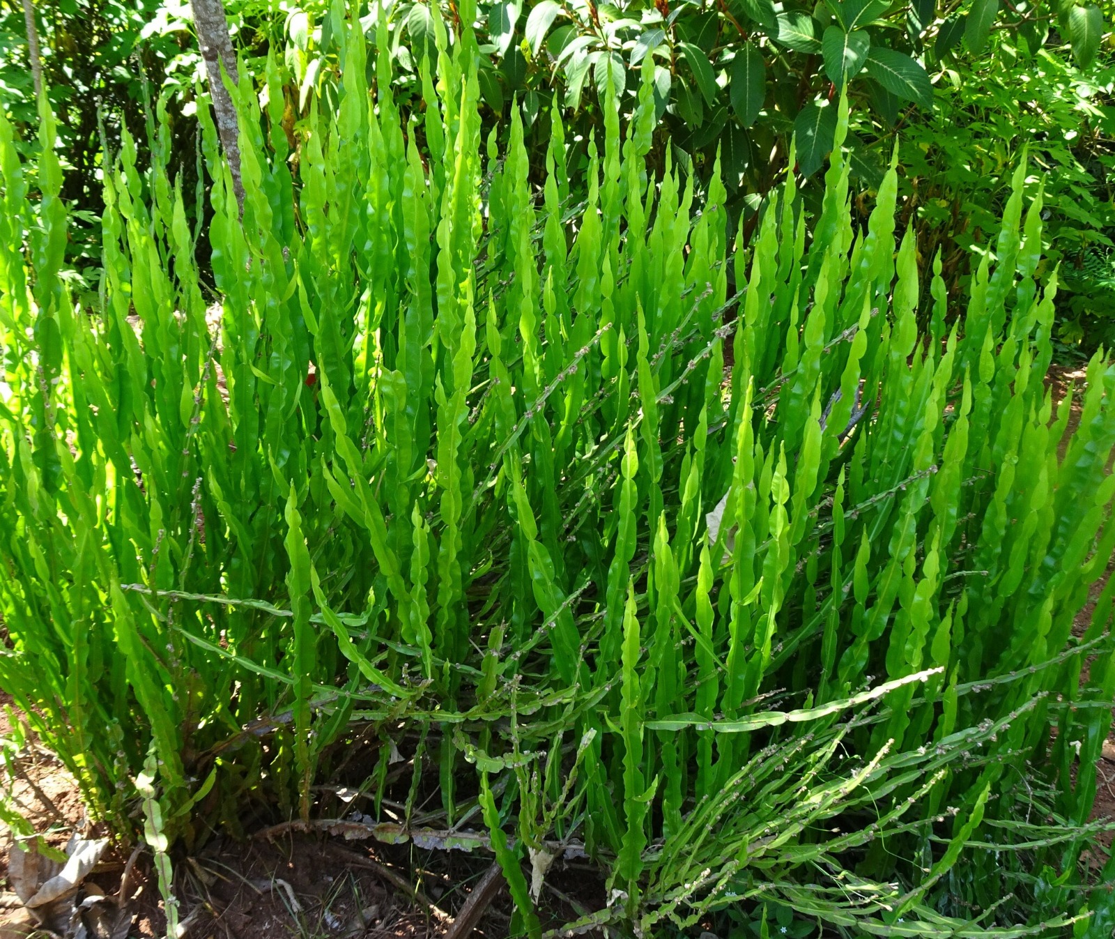 La Planta Carqueja