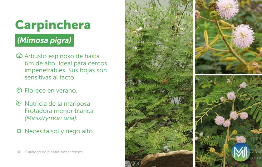 La carpinchera, la mimosa Pigra
