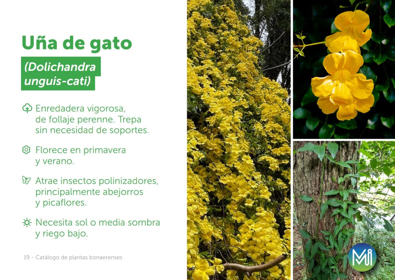 Uña de gato
