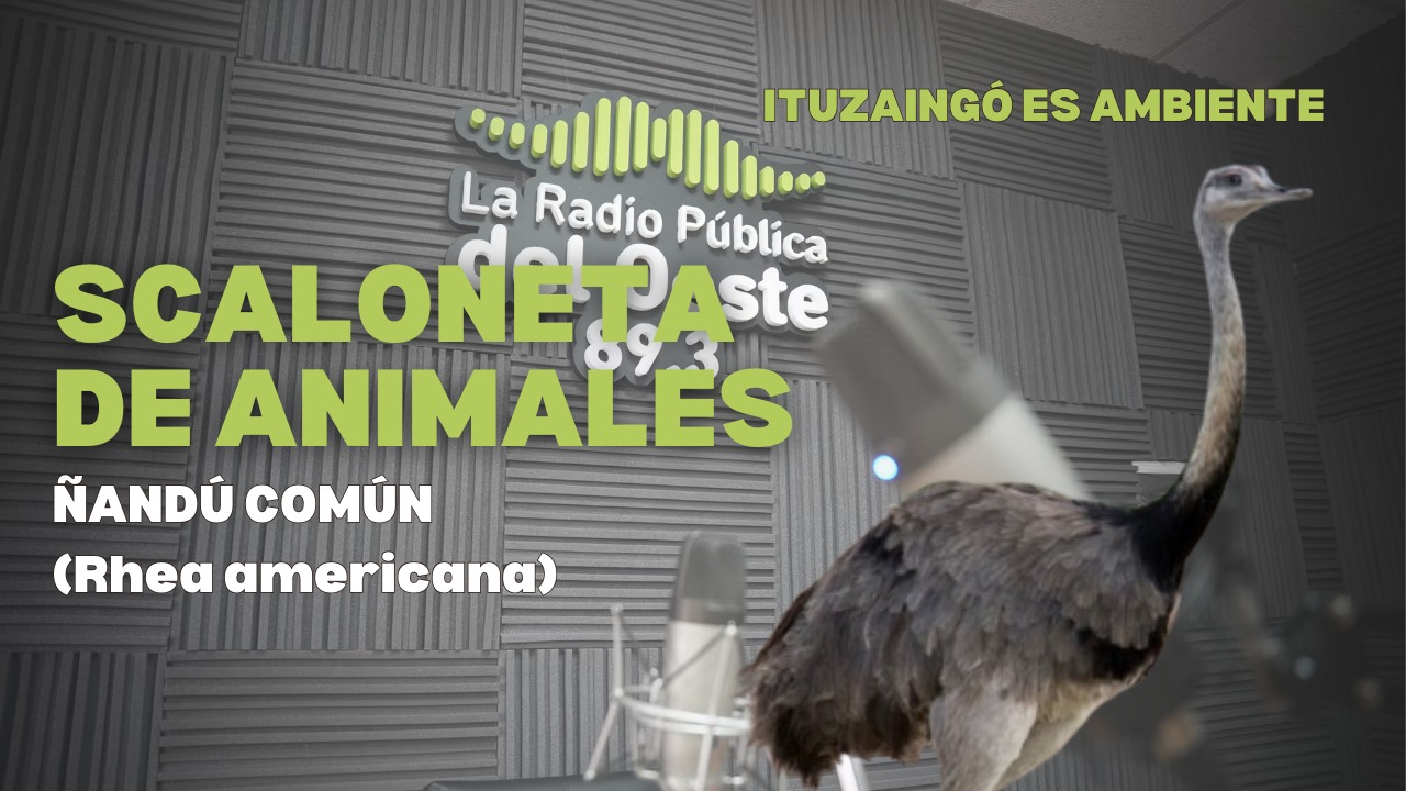 Escaloneta de animales