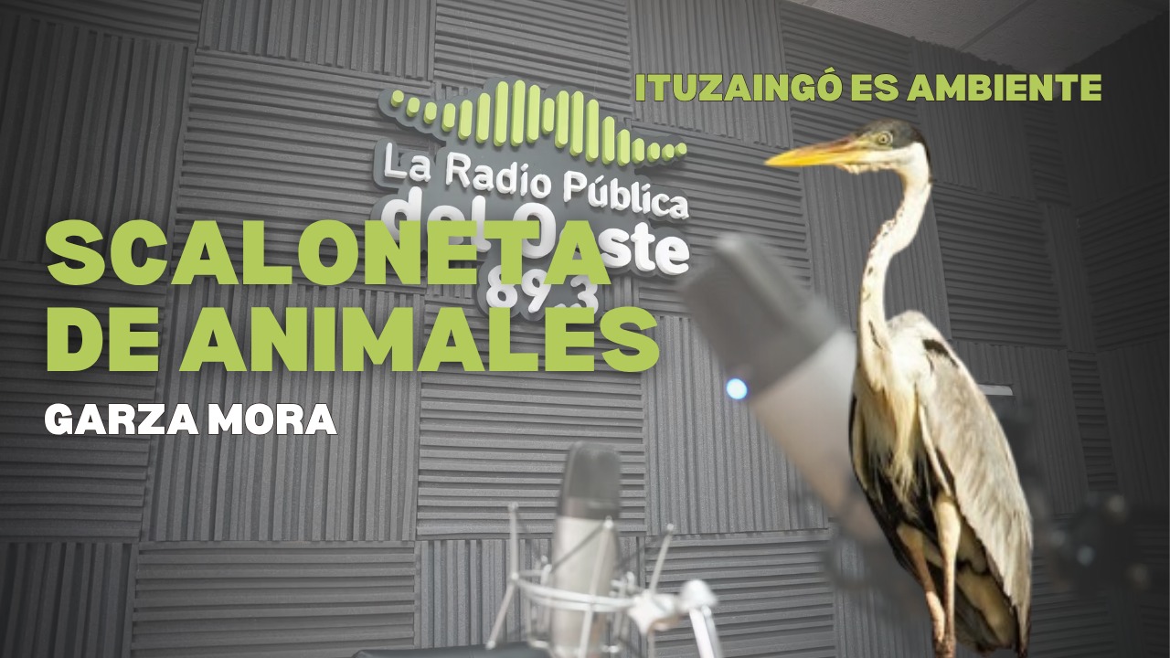 Scaloneta de Animales: Garza Mora