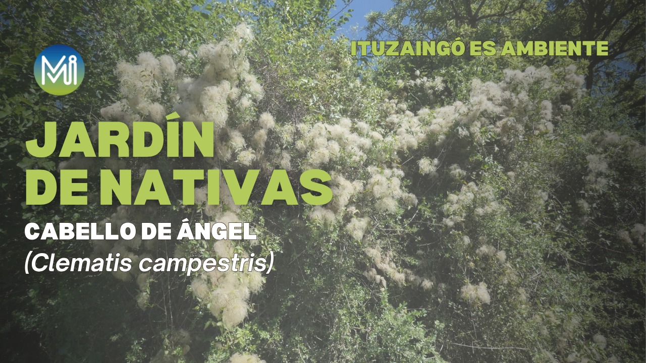 Jardin de Nativas, Cabello de ángel