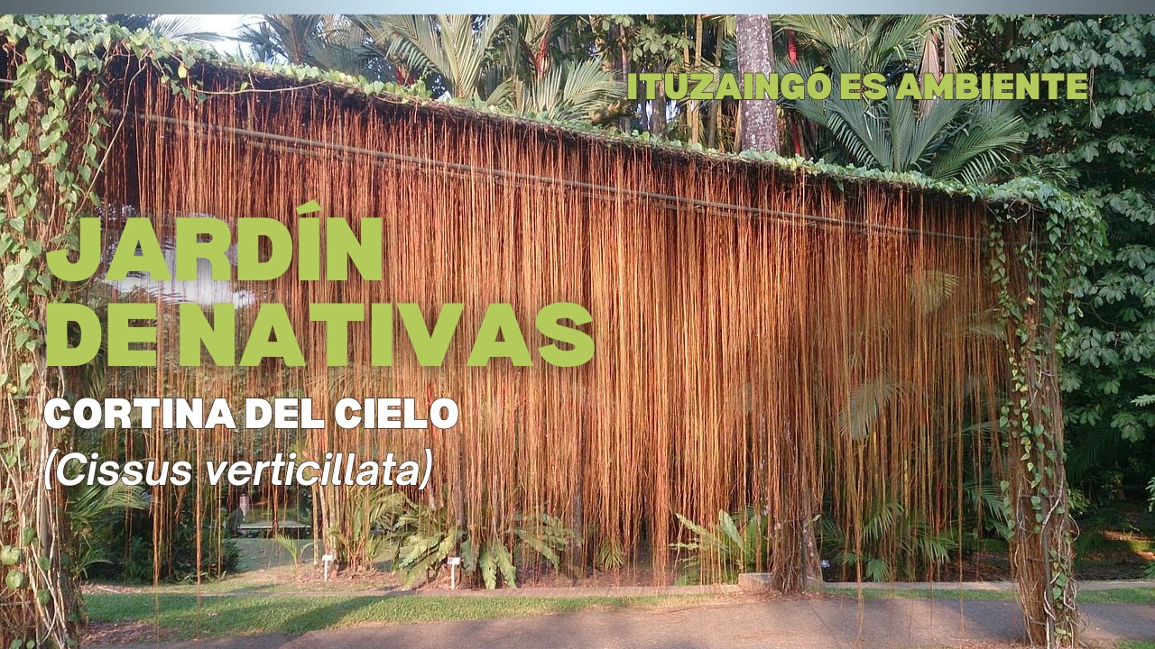 Jardin de nativas: “Catálogo de enredaderas bonaerenses"