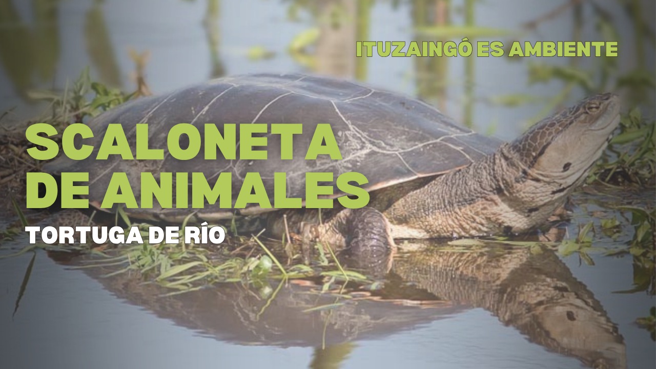 Scaloneta de Animales: Tortuga de Rio