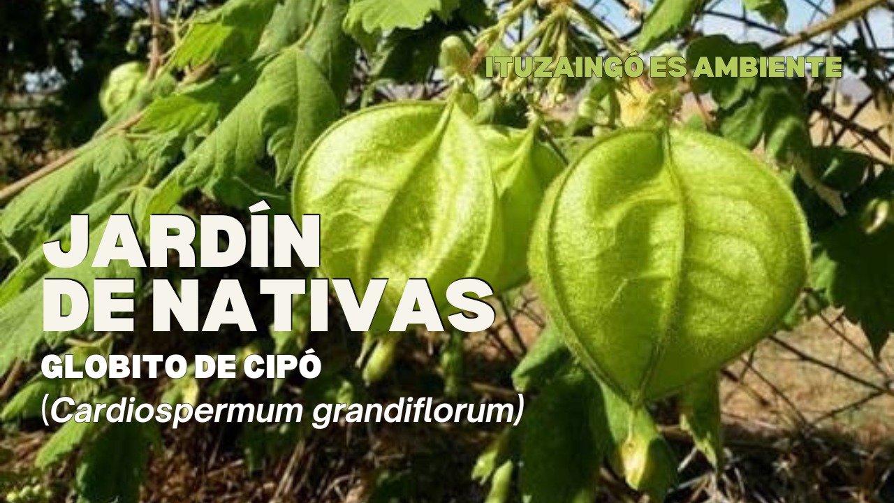 JARDÍN DE NATIVAS | GLOBITO DE CIPÓ