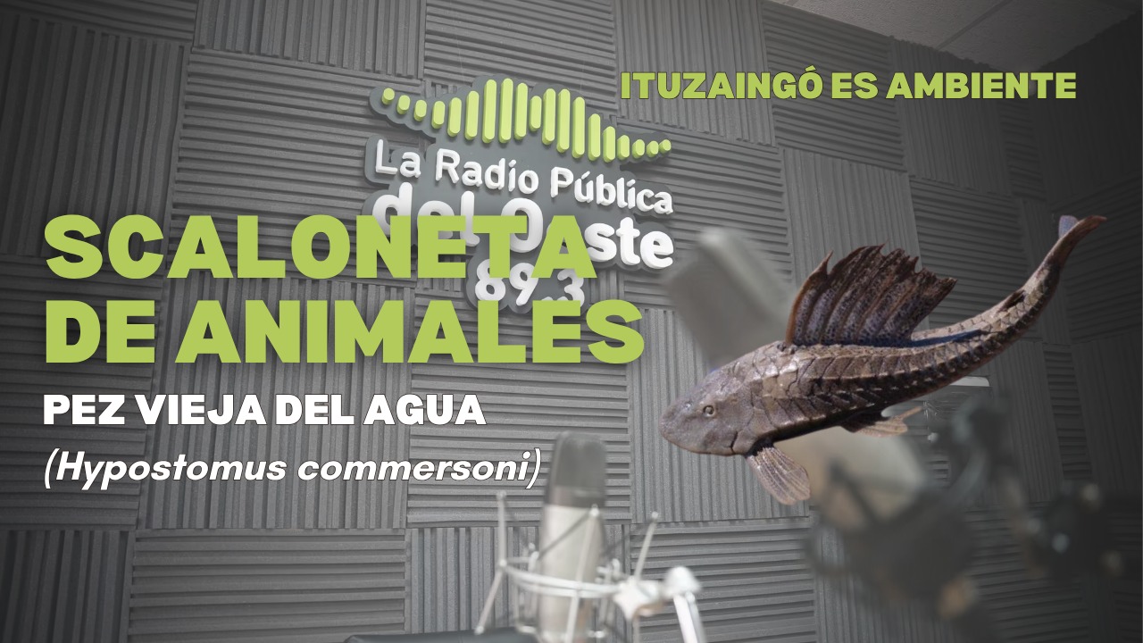 SCALONETA DE ANIMALES | PEZ VIEJA DEL AGUA