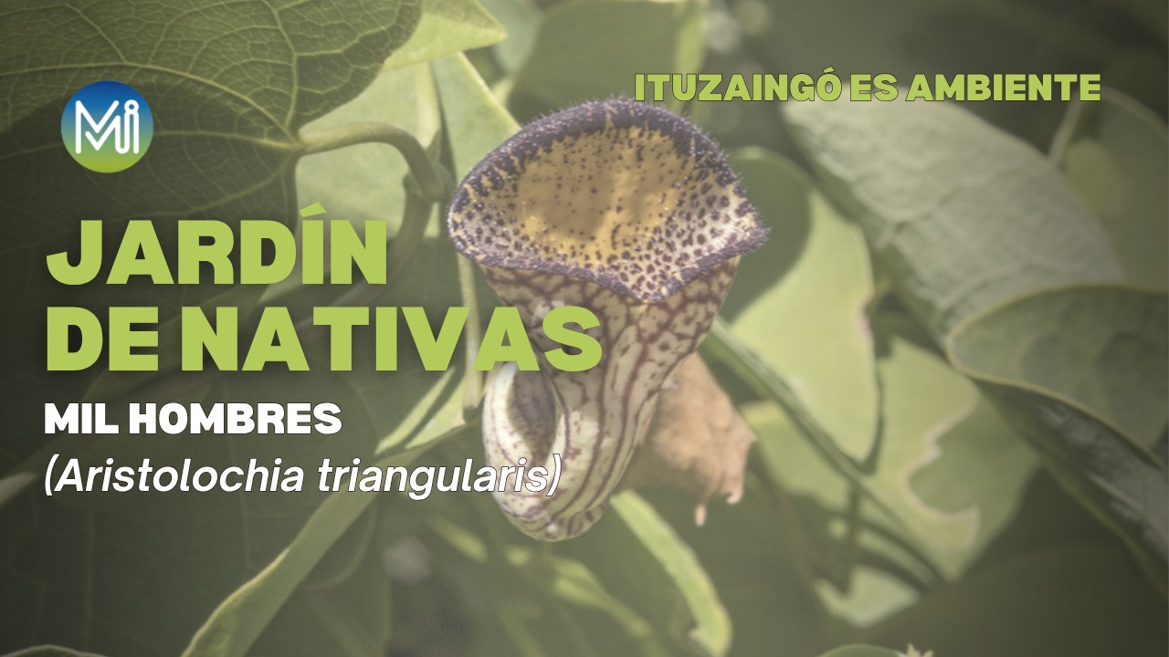 Jardin de nativas: Mil Hombres