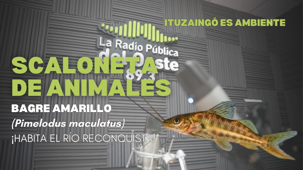 SCALONETA DE ANIMALES | BAGRE AMARILLO