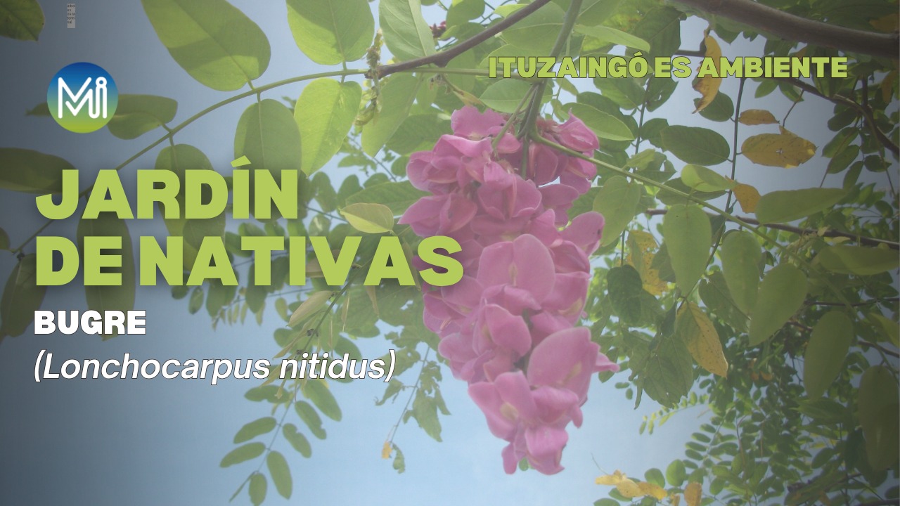 JARDÍN DE NATIVAS | BUGRE