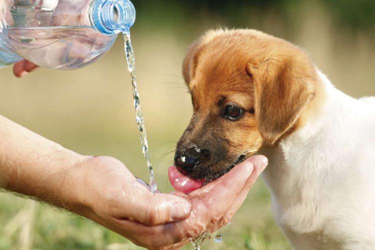 los cuidados para nuestras mascotas y el calor.