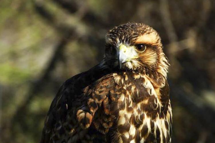 El gavilán mixto, un pájaro muy avistado en nuestra ciudad