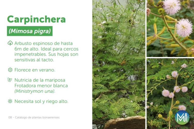 La carpinchera, la mimosa Pigra