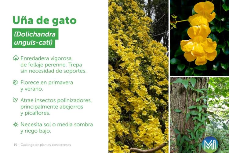 Uña de gato
