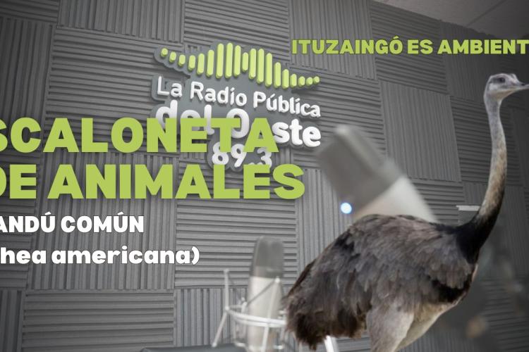 Escaloneta de animales