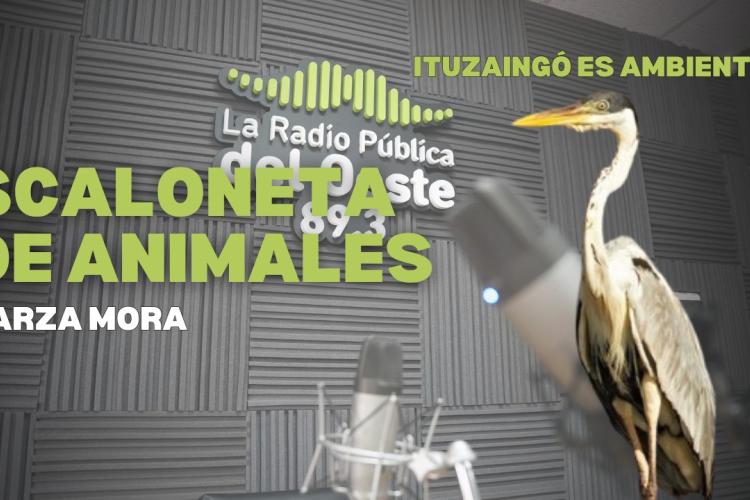 Scaloneta de Animales: Garza Mora