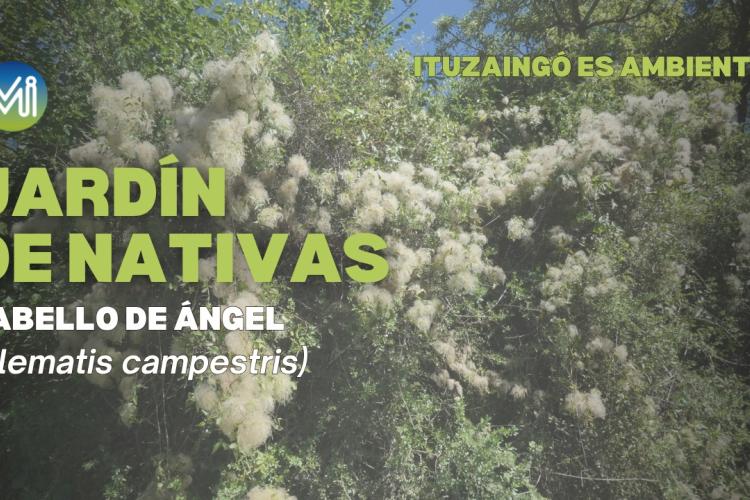 Jardin de Nativas, Cabello de ángel