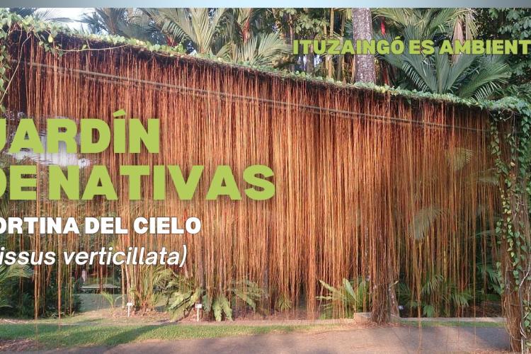Jardin de nativas: “Catálogo de enredaderas bonaerenses"