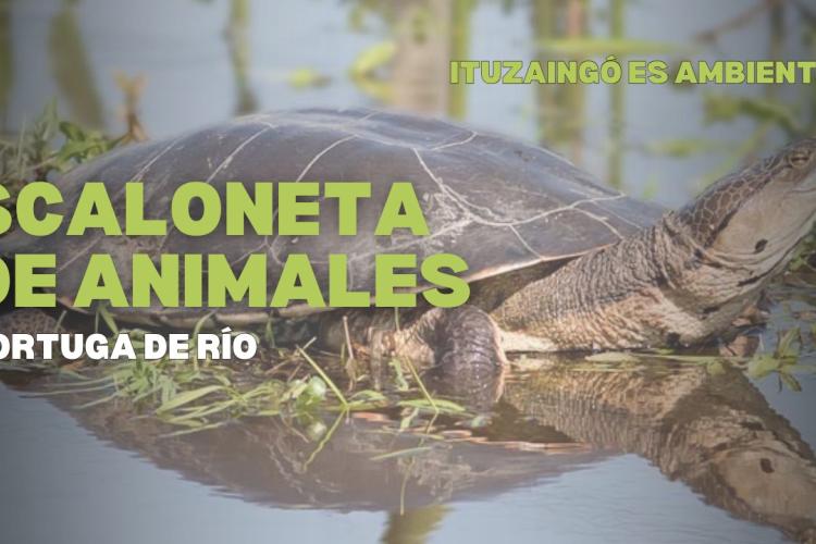 Scaloneta de Animales: Tortuga de Rio