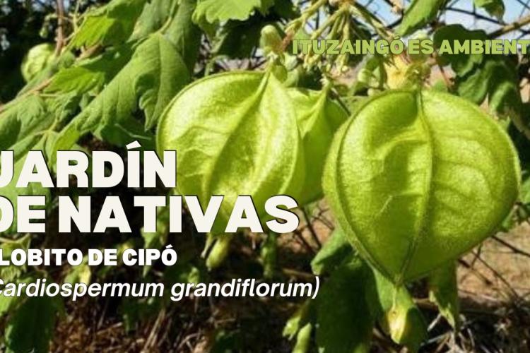 JARDÍN DE NATIVAS | GLOBITO DE CIPÓ