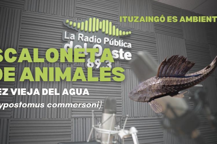 SCALONETA DE ANIMALES | PEZ VIEJA DEL AGUA