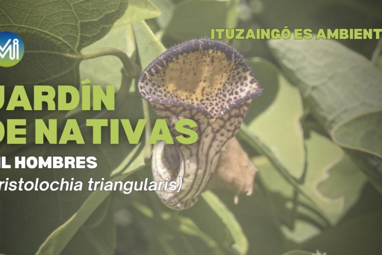 Jardin de nativas: Mil Hombres