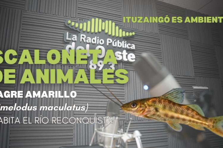 SCALONETA DE ANIMALES | BAGRE AMARILLO