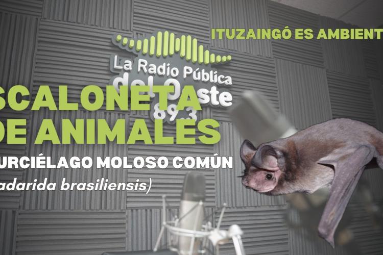 Escaloneta de animales