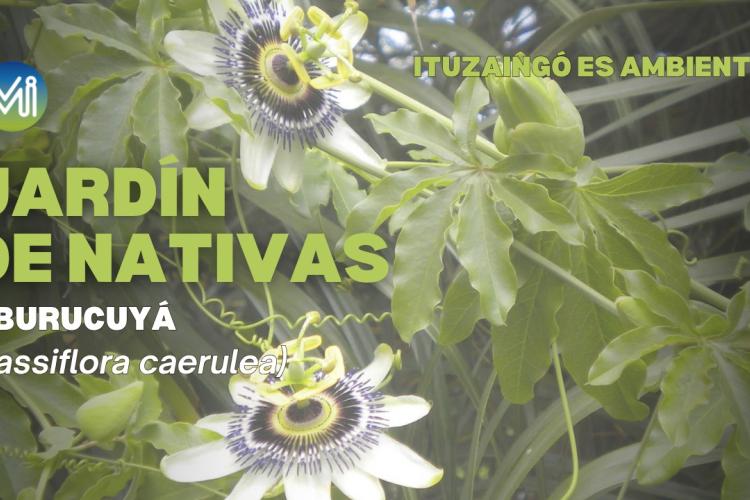 Jardin de Nativas: Maracuyá