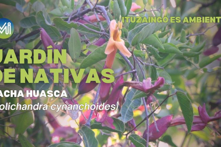 Jardin de nativas